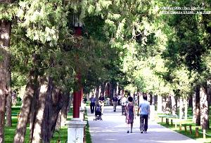 Pekin Jingshan 14